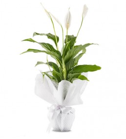 SPATFİLYUM